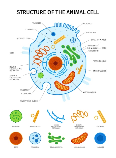 Zellanatomie-set mit isolierten symbolen der wesentlichen elemente tierischer zellen mit übersicht und textunterschriften, vektorillustration