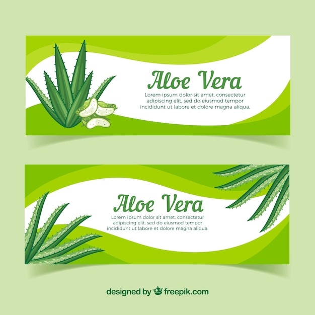 Zusammenfassung hand gezeichnet aloe vera banner