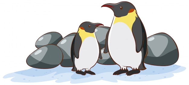Kostenloser Vektor zwei pinguine auf weiß