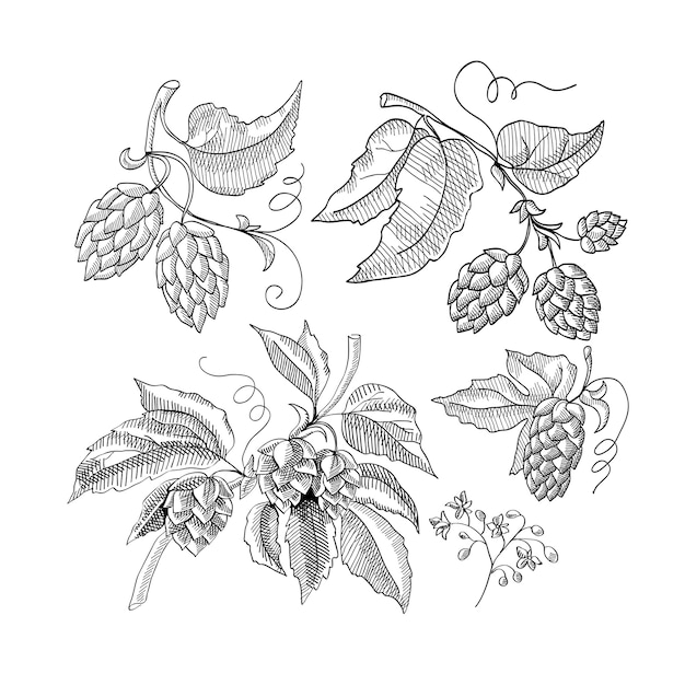 Zweig der Hopfen dekorative Skizze mit Sprossen und lässt Hand gezeichnete Cartoons Illustration