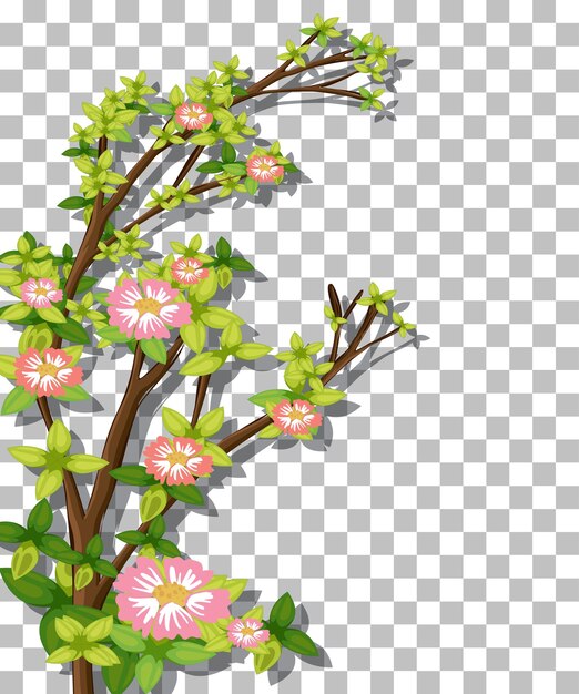 Zweig der rosa Blume auf transparentem Hintergrund