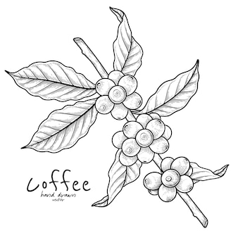 Zweig kaffee mit früchten hand gezeichnete illustration