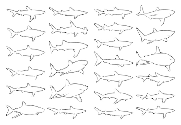 Vektor 25 arten von haien, strichzeichnungen