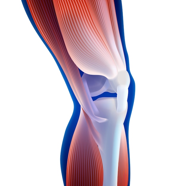 Vektor 3d-darstellung von oberschenkel- und wadenmuskeln, die mit dem knieknochen auf dunkelblauem hintergrund verbunden sind