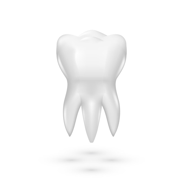 3D-Dentalmodell eines klaren, gesunden Prämolarenzahns