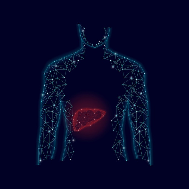 3d-modell von mensch und leber polygonales design geometrisches design healthcare science and technology