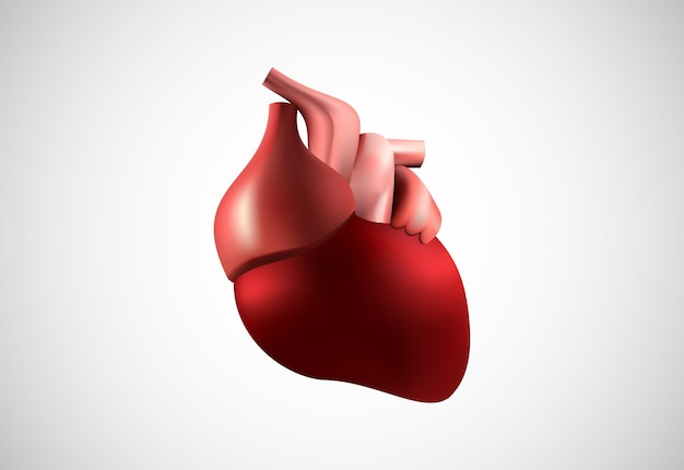 3d realistische menschliche Herzvektorillustration