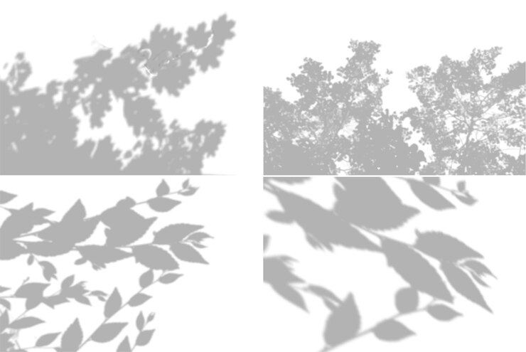 4 Sommerhintergrundschatten aus Ahornblättern, Weidenblättern an einer weißen Wand. Weiß und Schwarz für Foto oder Mockup