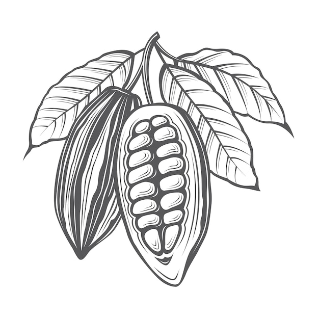 Vektor abbildung der kakaobohnen