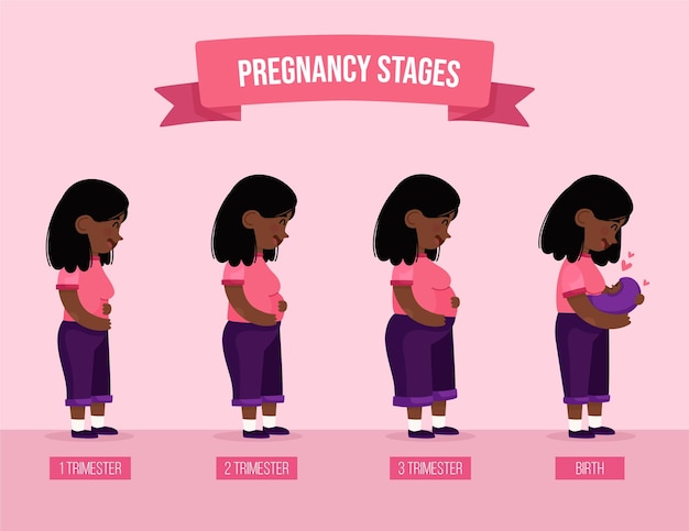 Abbildung der schwangerschaftsstadien