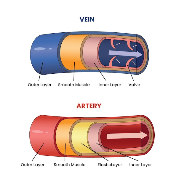 Vektor abbildung der strukturen von venen und arterien