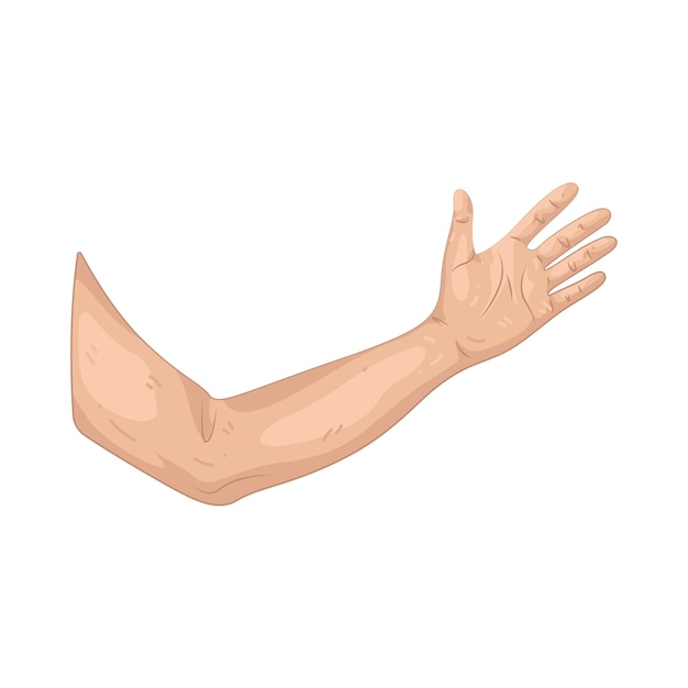Abbildung des Arms