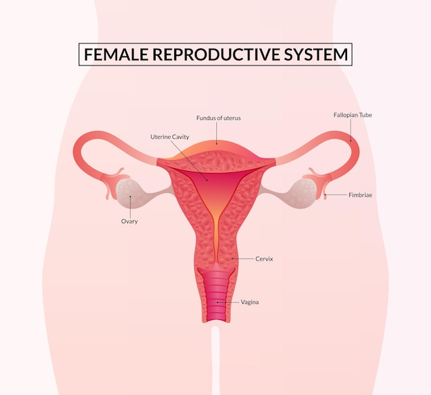 Abbildung des weiblichen Fortpflanzungssystems Menschliche Anatomie