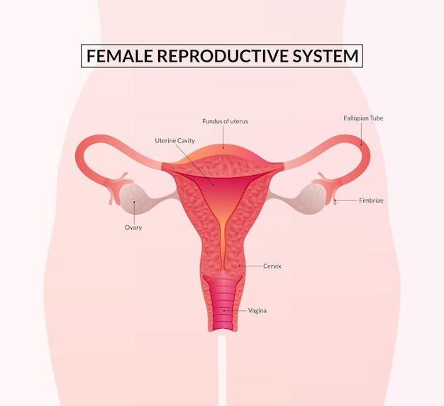 Abbildung des weiblichen fortpflanzungssystems menschliche anatomie