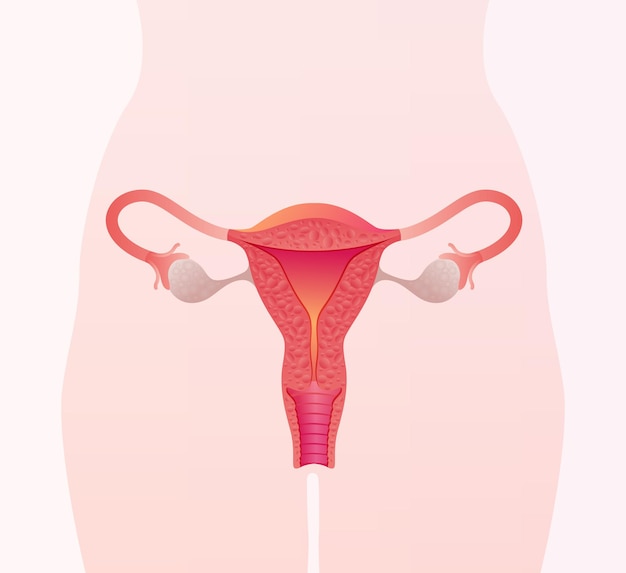 Abbildung des weiblichen Fortpflanzungssystems Menschliche Anatomie