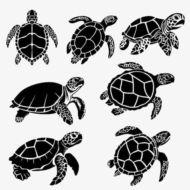 Abbildung einer Schildkröte
