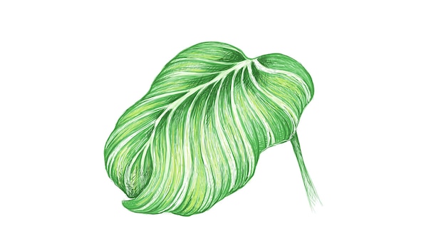 Abbildung von Calathea Orbifolia oder Pfauenpflanze