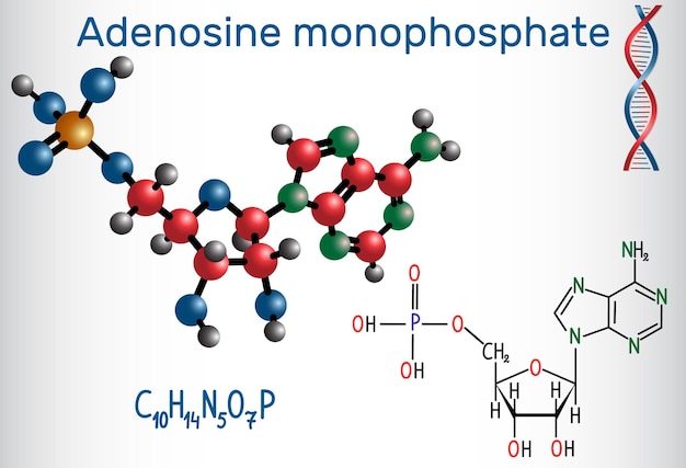 Adenosinmonophosphat AMP-Molekül es ist ein Ester von Phosphorsäure und dem Nukleosid Adenosinmonomer in der Produktion von RNA Papierblatt in einem Käfig