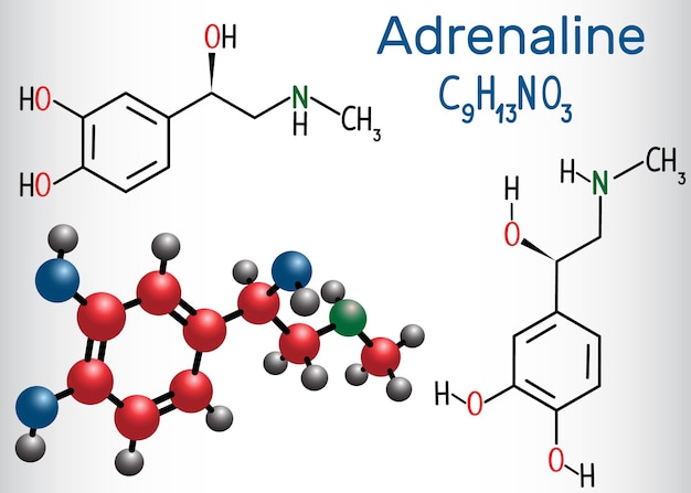 Adrenalin-Epinephrin-Molekül Strukturchemische Formel und Molekülmodell