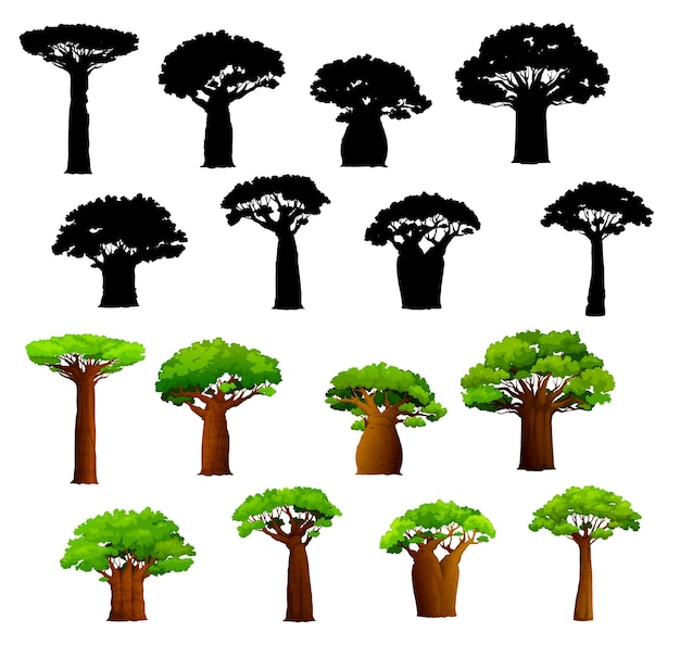 Vektor afrikanische baobabbäume und silhouetten vektor afrikanische savanne baobabs mit breiten stämmen und grünen blättern isolierte tropische bäume setzen dürre-resistente pflanzen von afrika madagaskar und zanzibar