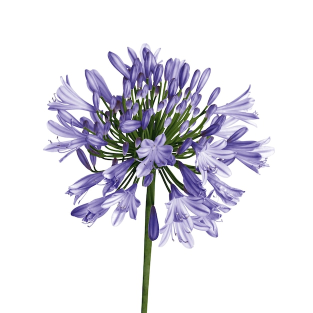 Agapanthus Blue Blumen durch das Bündel Digital- und Textilmuster-Design