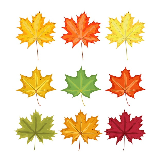 Ahornblätter im Herbst mehrfarbige Elemente für das Design