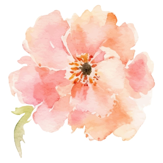 Akvarell gemalte pfingstblume handgezeichnetes designelement isoliert auf weißem hintergrund