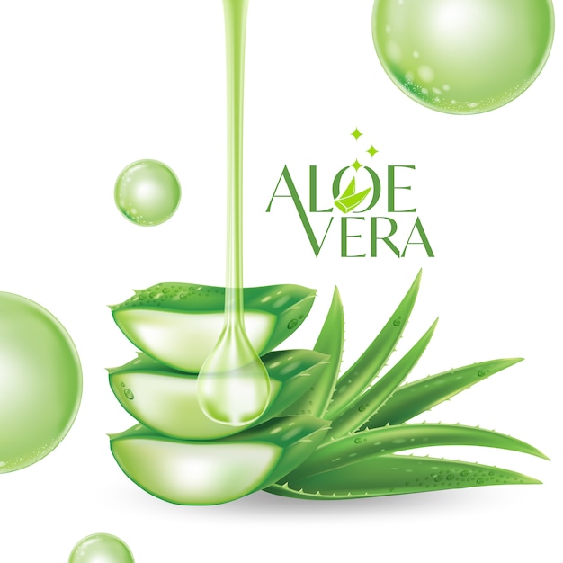 Aloe Vera Illustration