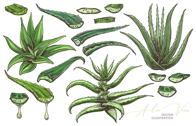 Vektor aloe vera leafe, scheiben und handgezeichnete setillustration der hauptblumen