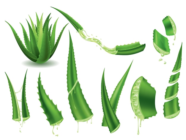 Vektor aloe vera realistische grüne pflanzenblätter und geschnittene stücke mit frischen safttropfen isoliert auf weißem hintergrund symbole setzen verwendung für werbung für kosmetische produkte oder für banner-poster-design