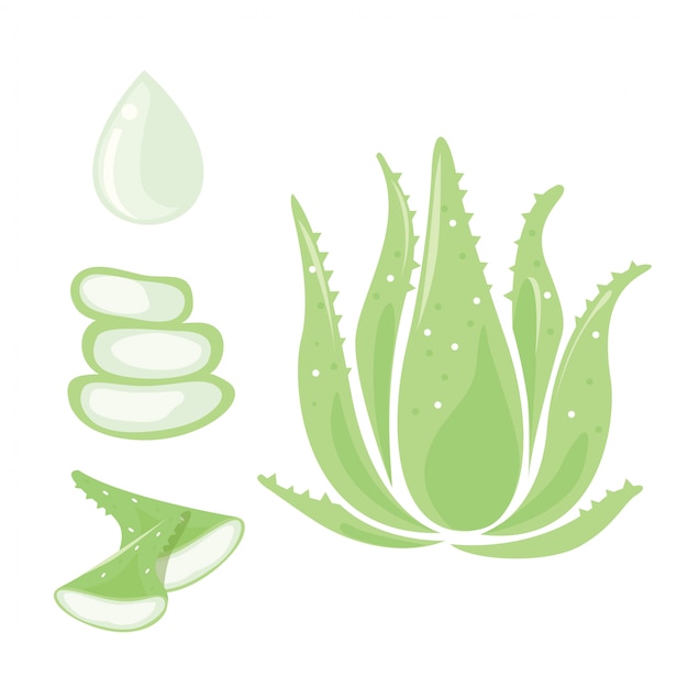 Vektor aloe vera set