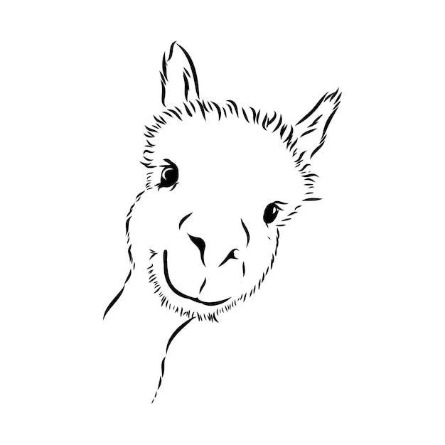 Vektor alpaka-lama-porträt handgezeichnetes skizzenhaftes grafisches porträt eines alpaka-lamas
