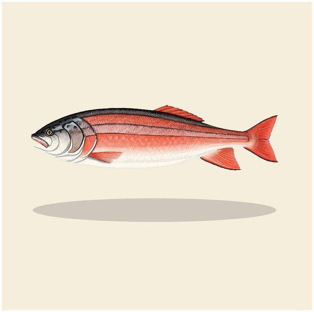 Vektor alte illustration eines lachsfisches 05