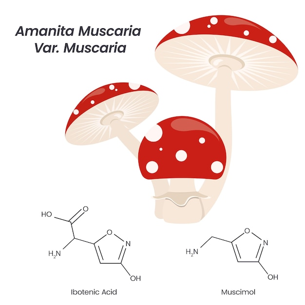 Amanita muscaria magic toadstool mushroom vektorgrafik