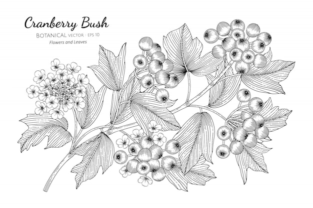 Amerikanische cranberry buschfrucht hand gezeichnete botanische illustration mit strichzeichnungen