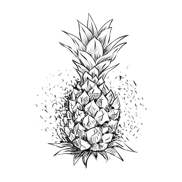 Vektor ananasfruchtillustration in einem handgezeichneten stil