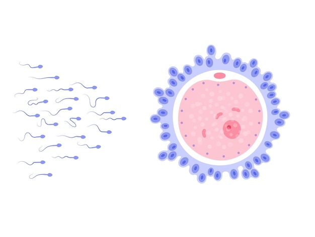 Vektor anatomie der menschlichen eizelle. düngung, gynäkologie und ivf-forschung.