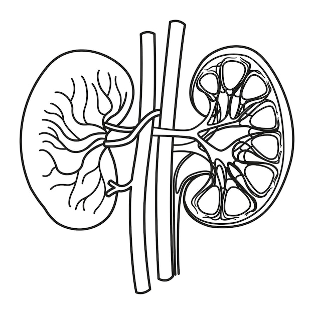 Vektor anatomie der menschlichen nieren zur färbung