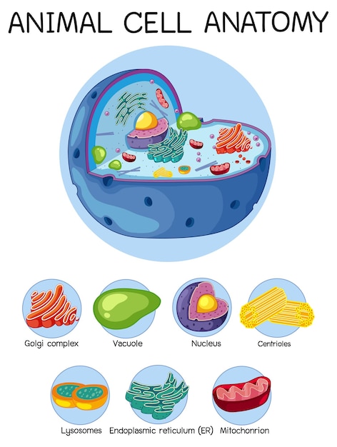 Vektor anatomie der tierzelle (biologiediagramm)