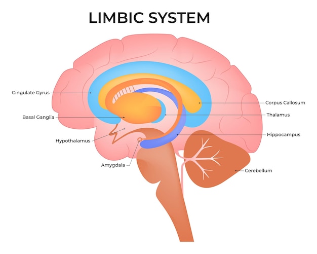 Anatomie des gehirns diagramm des autonomen nervensystems linienkunst entwurf des limbischen systems basalganglia