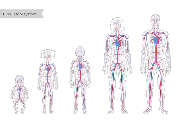 Anatomie des Kreislaufsystems