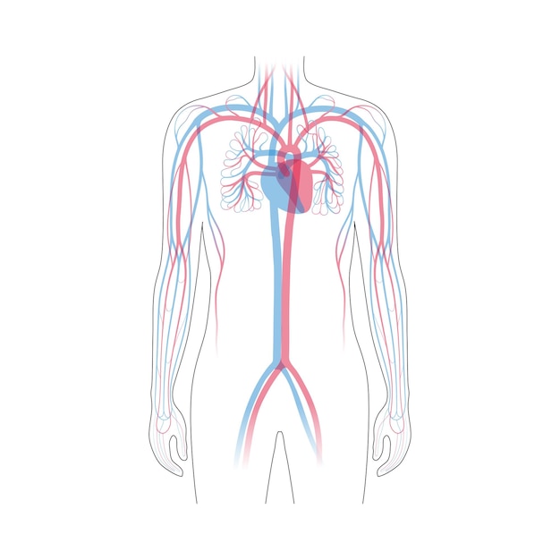 Anatomie des Kreislaufsystems