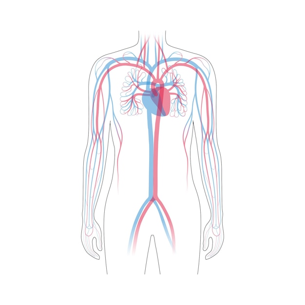 Anatomie des kreislaufsystems