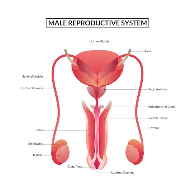 Anatomie des männlichen fortpflanzungssystems