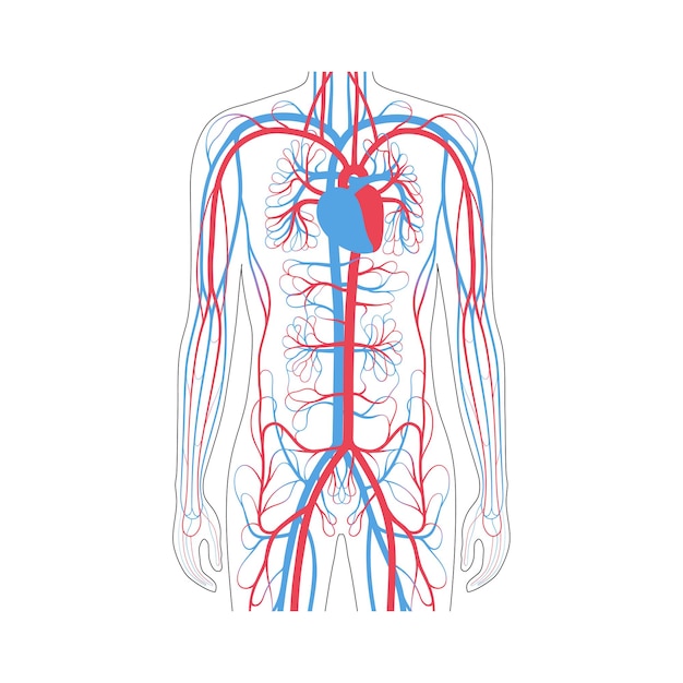 Vektor anatomie des menschlichen arteriellen und venösen kreislaufsystems. blut in der männlichen silhouette-vektor-illustration