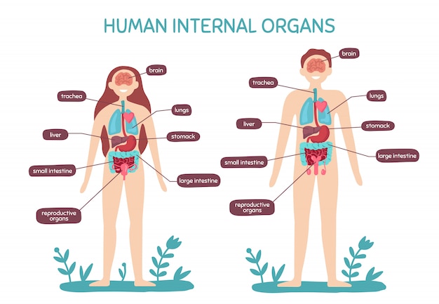 Anatomie des menschlichen körpers der karikatur. männliche und weibliche innere organe, menschenphysiologie-diagrammillustration