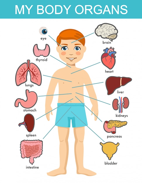 Anatomie des menschlichen körpers, medizinisches organsystem für kinder. junge körper innere organe. medizinische menschliche anatomie für kinder, cartoon-kinderorgansatz. kinder-eingeweide-systemdiagramm auf weißem hintergrund.