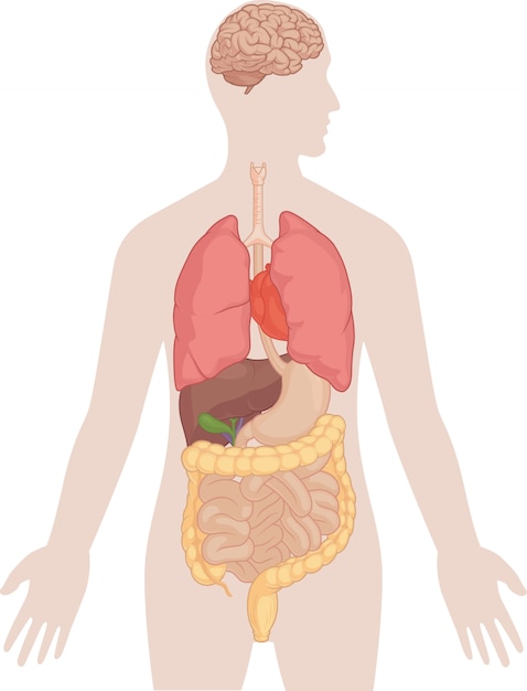 Vektor anatomie des menschlichen körpers