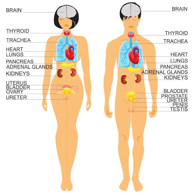 Anatomie des menschlichen Körpers