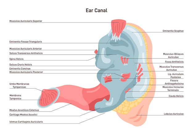 Vektor anatomie des menschlichen ohrs schallsinnesorgan innenkanal ohren intern